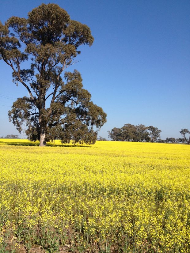 Between Elmore and Heathcote August 2014